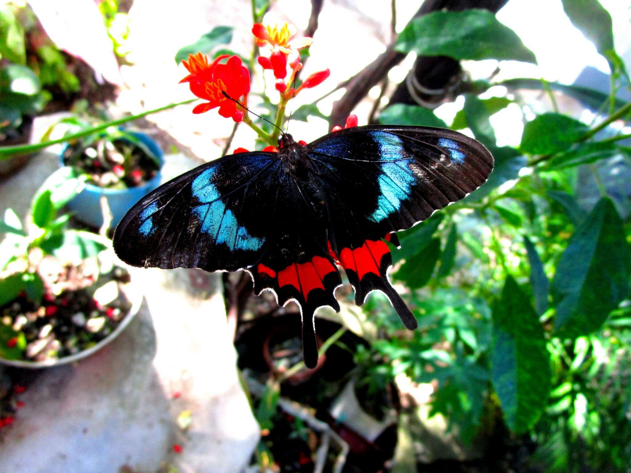 Слика од Parides gundlachianus (Felder & Felder 1864)