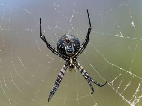 Image of Argiope trifasciata kauaiensis Simon 1900