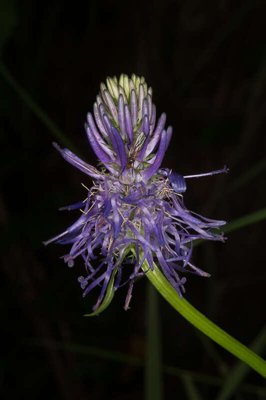 Image of Betony-leaved Rampion