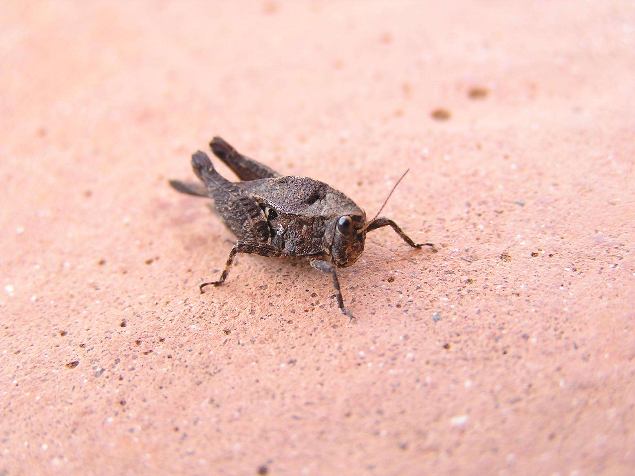 Image of Phloeonotus humilis (Gerstaecker 1869)