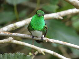 Image of Snowy-bellied Hummingbird