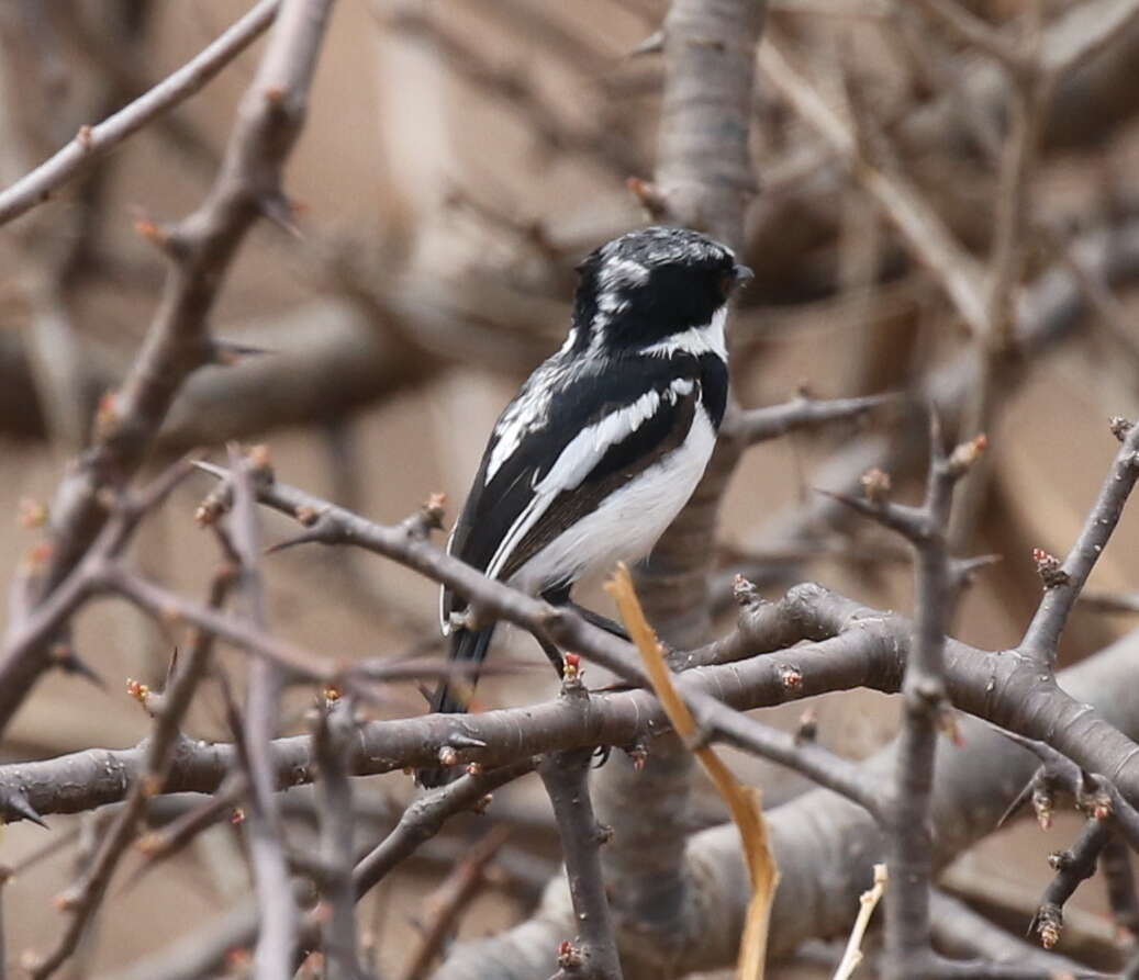 Image of Pygmy Batis