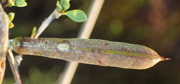 Image of Indigofera denudata Thunb.