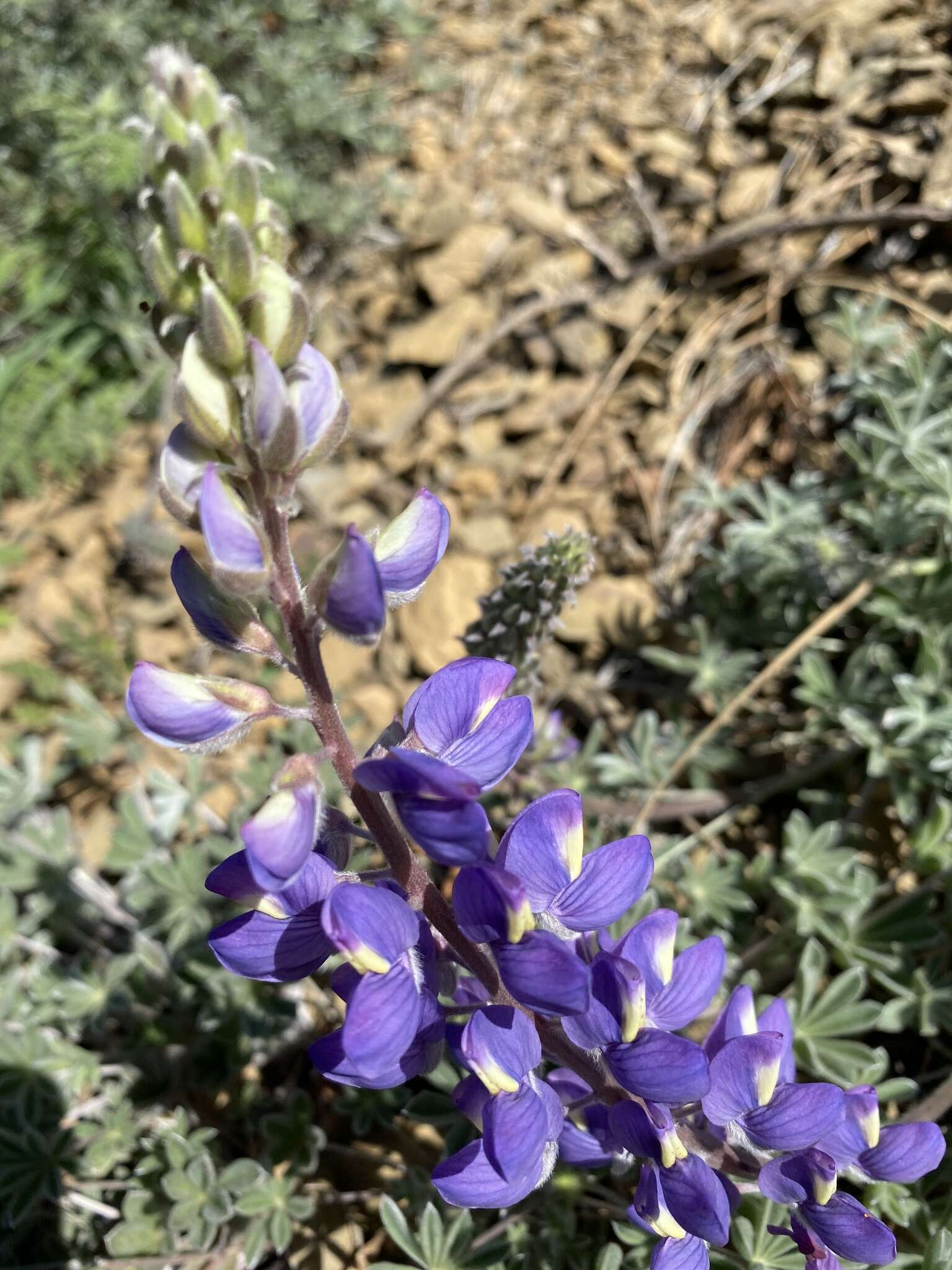 Image of silver lupine