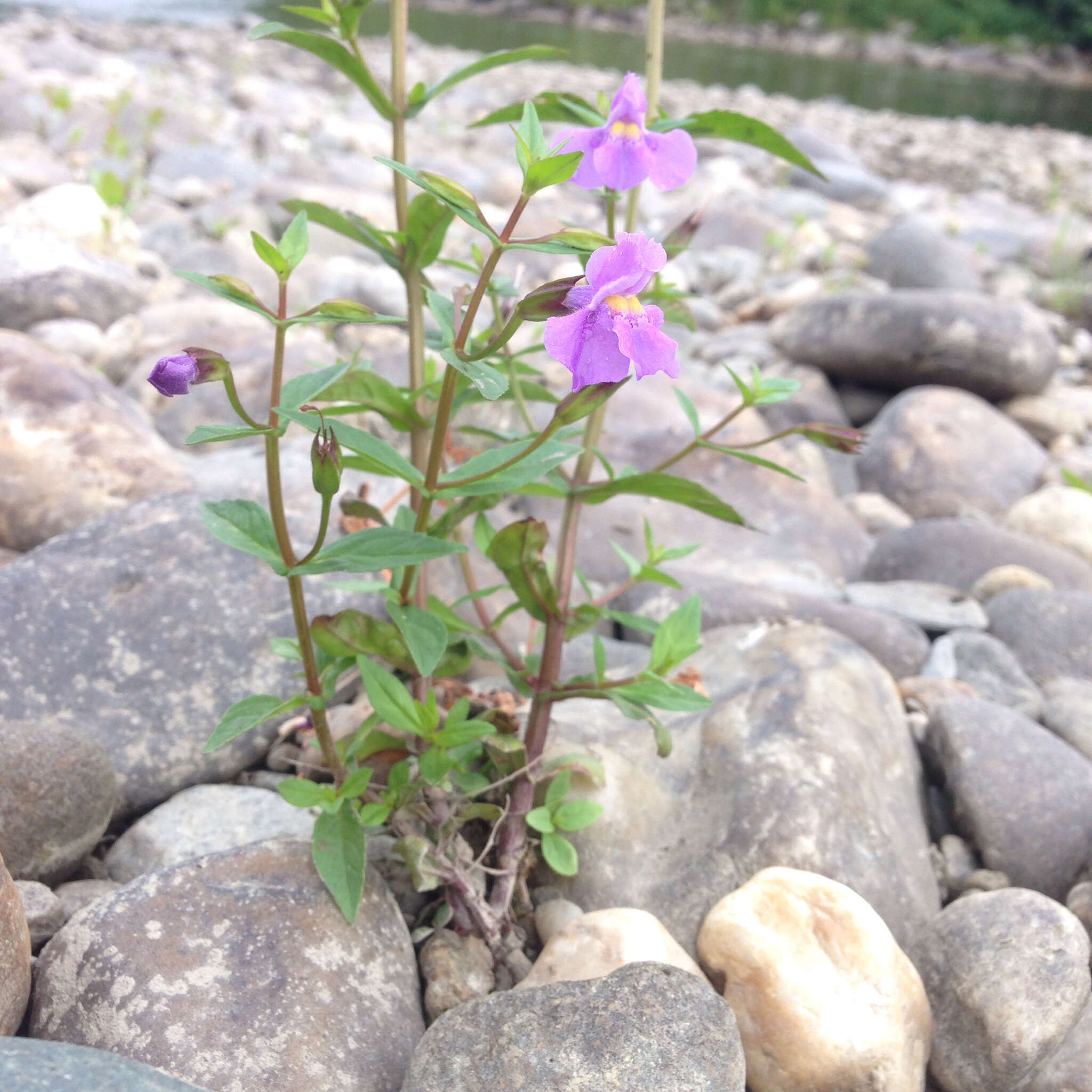 Image of Allegheny monkeyflower