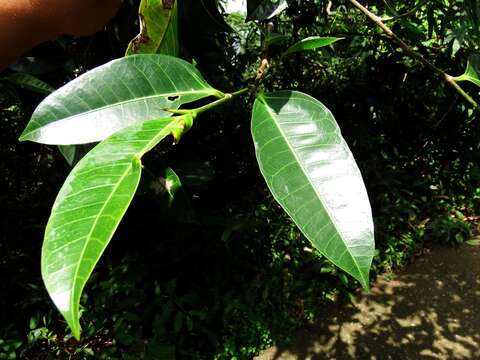 Imagem de Ficus virgata Reinw. ex Bl.