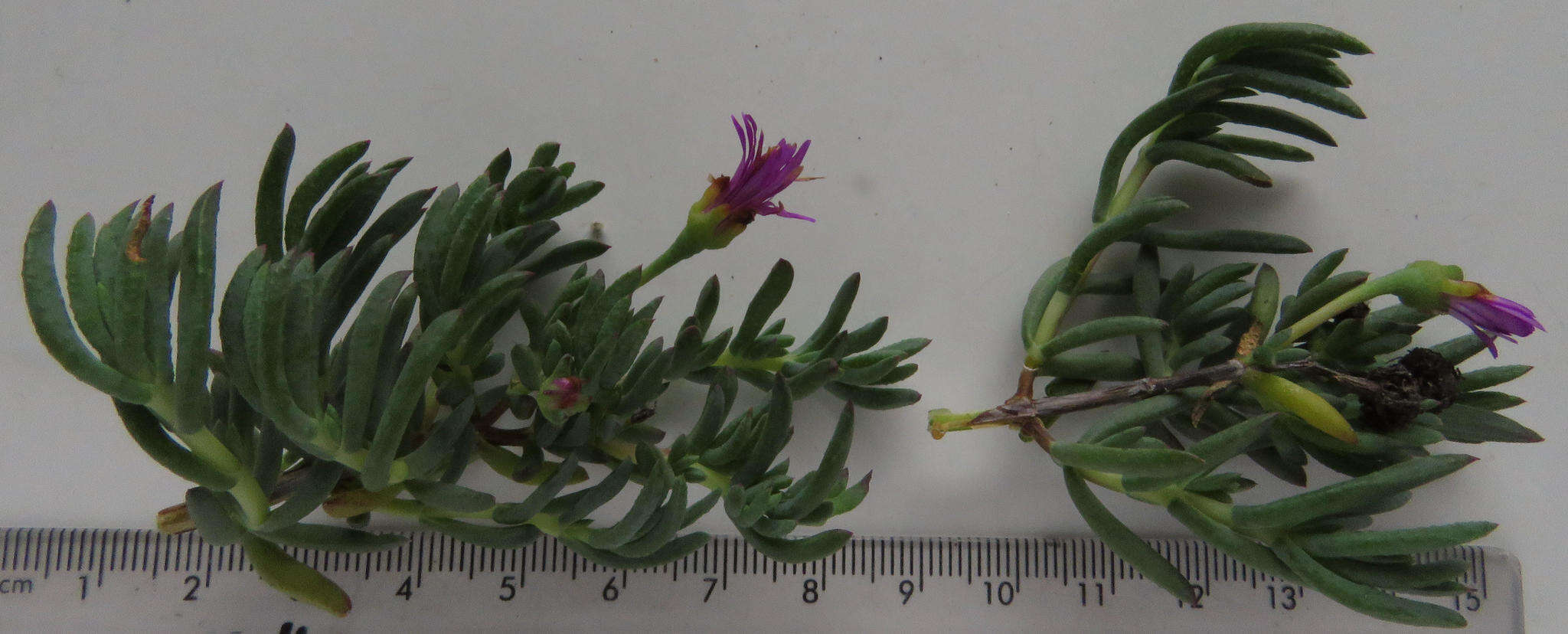 Image of Lampranthus emarginatus (L.) N. E. Br.