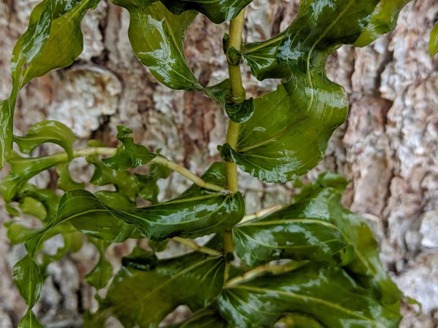 Image of Richardson's pondweed