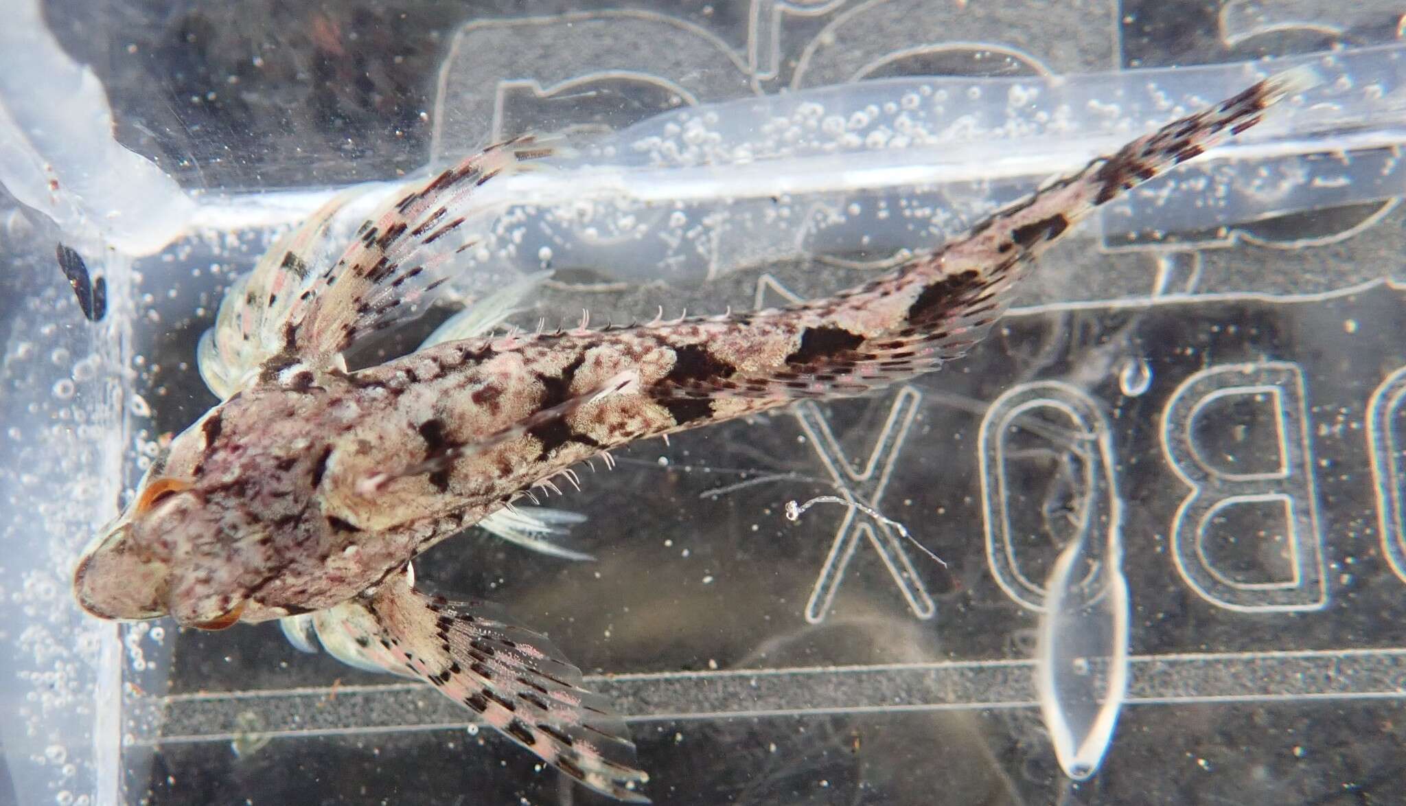 Image of Lesser sculpin