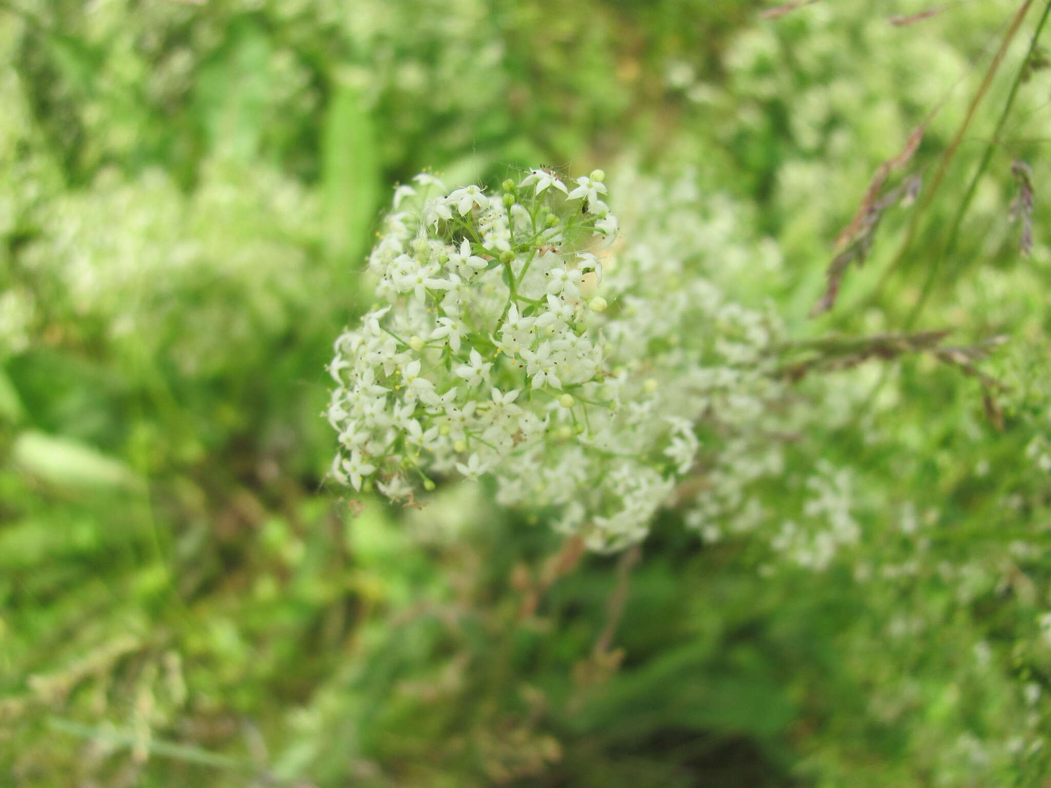 Image of White bedstraw