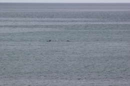 Image of Indian Humpback Dolphin