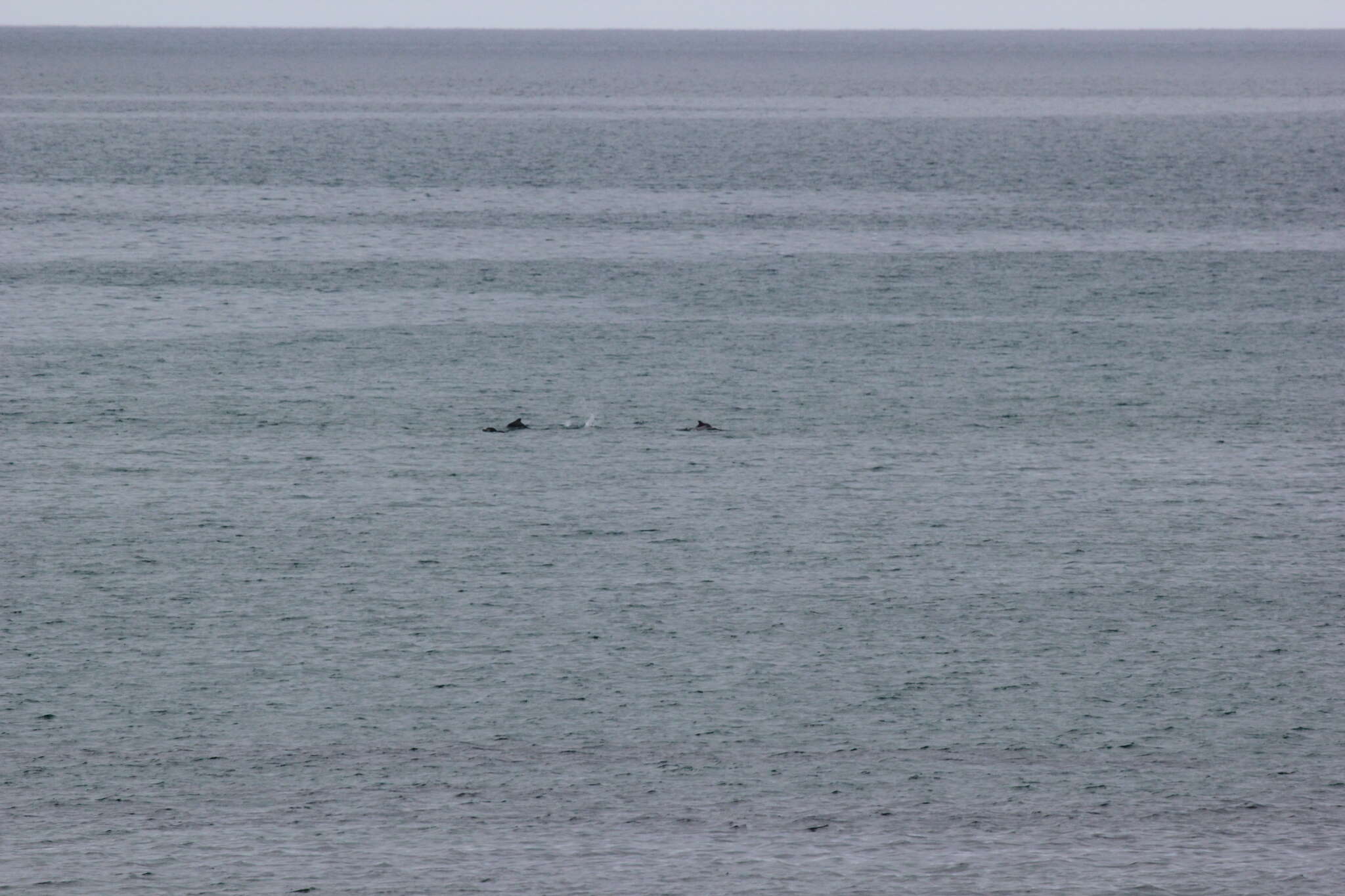 Image of Indian Humpback Dolphin