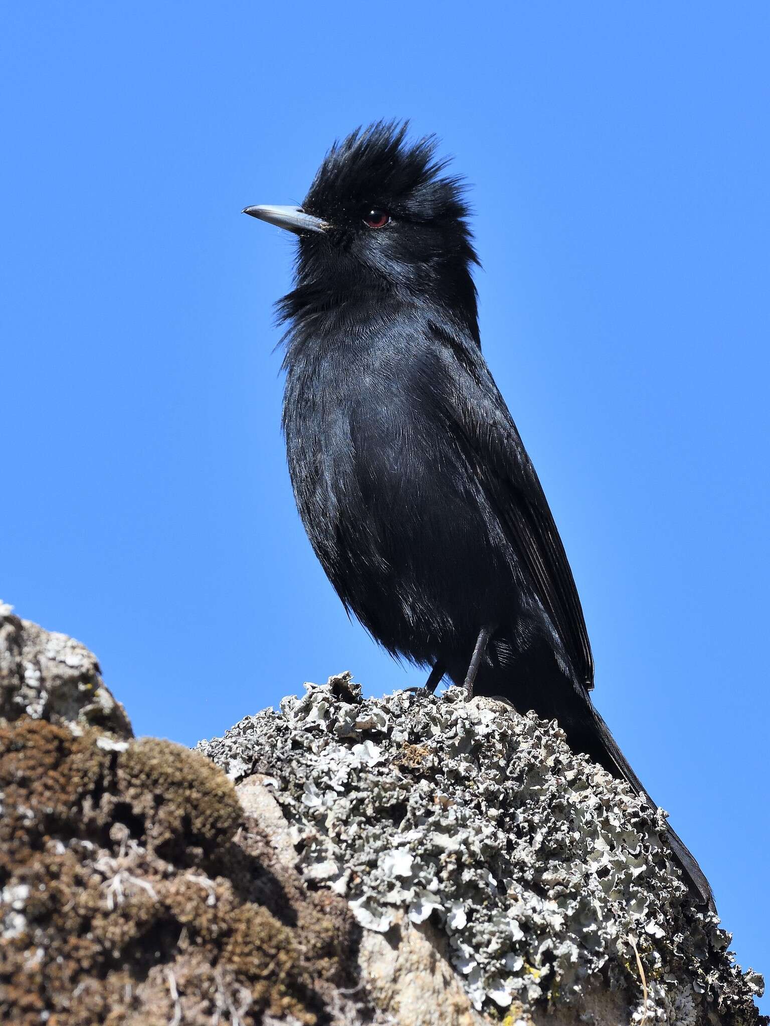 Image of Crested Black Tyrant