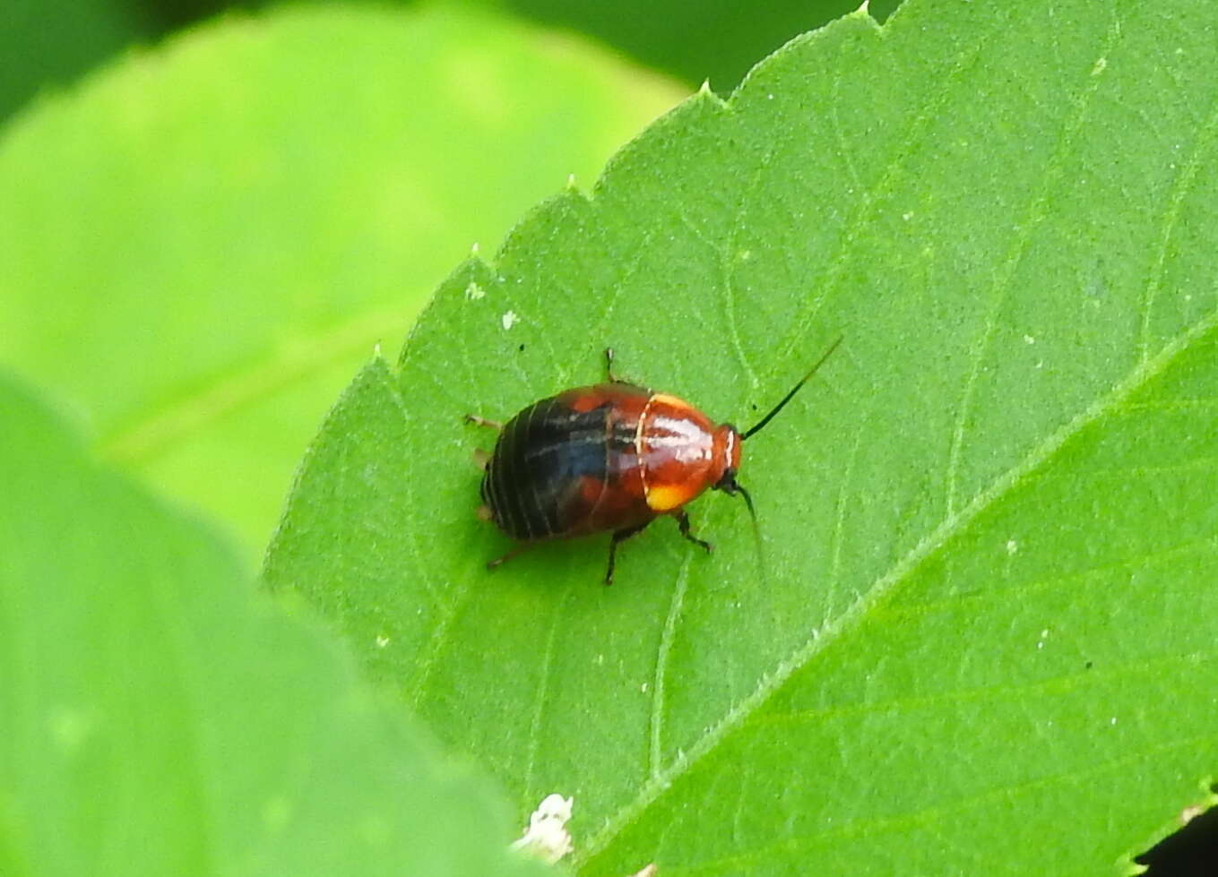 Image of Hemithyrsocera palliata (Fabricius 1798)