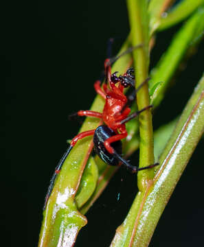 Image of Red-and-black spider