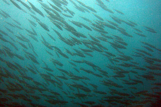 Image of Sardinops