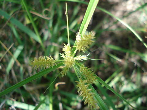 Image of hermaphrodite flatsedge