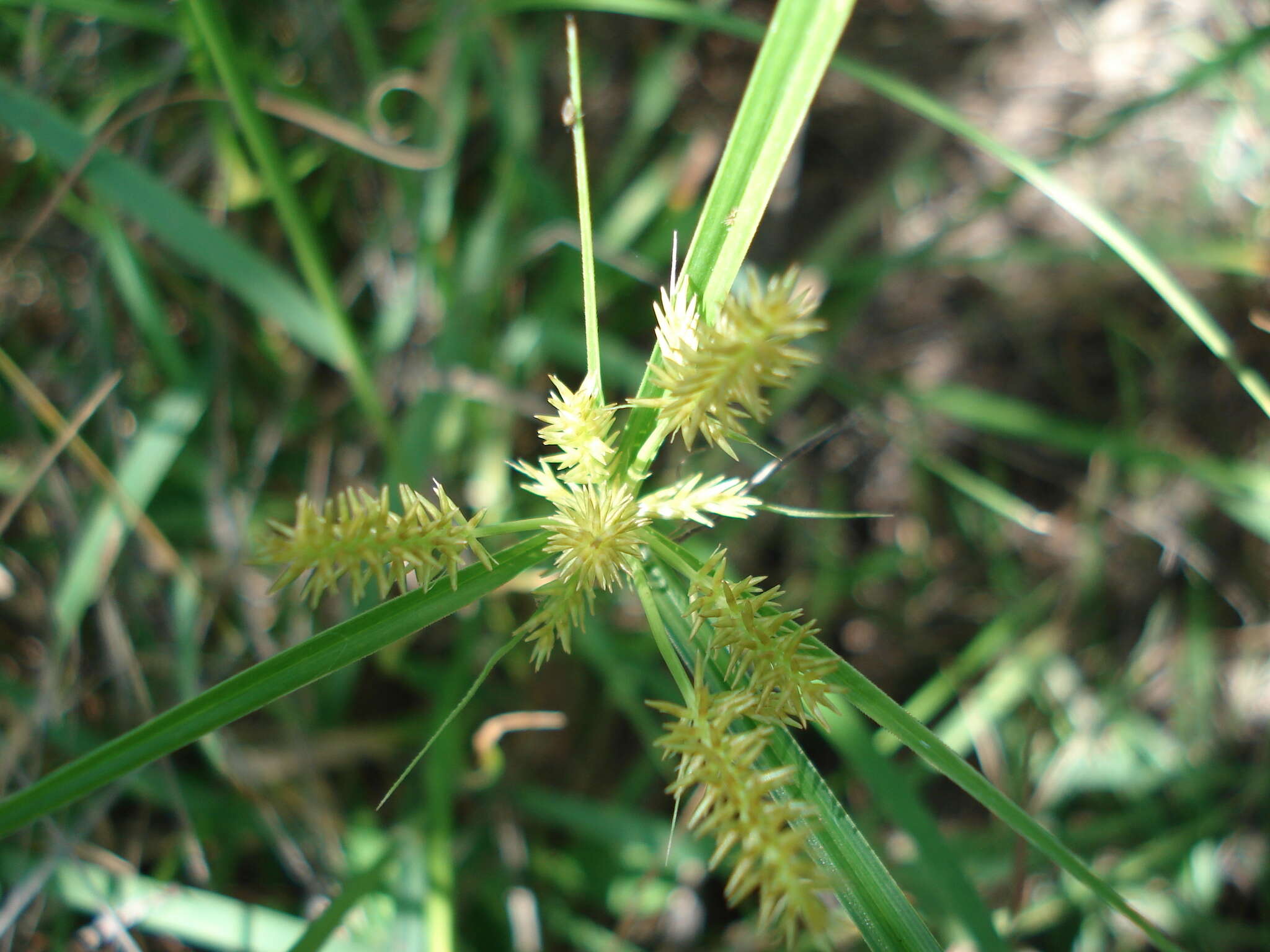 Слика од Cyperus hermaphroditus (Jacq.) Standl.