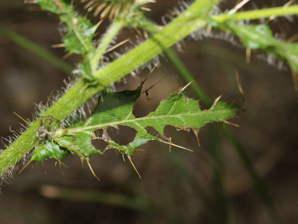 Imagem de Cirsium ferum