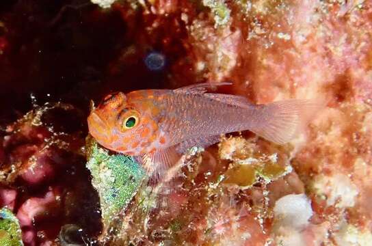 Image of Fang's dwarfgoby