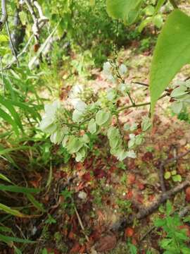 Image of Antigonon flavescens S. Wats.