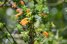 Image of Clinopodium tomentosum (Kunth) Govaerts