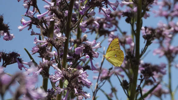 Image de Papillon de Californie