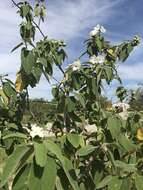 Image de Cordia boissieri A. DC.