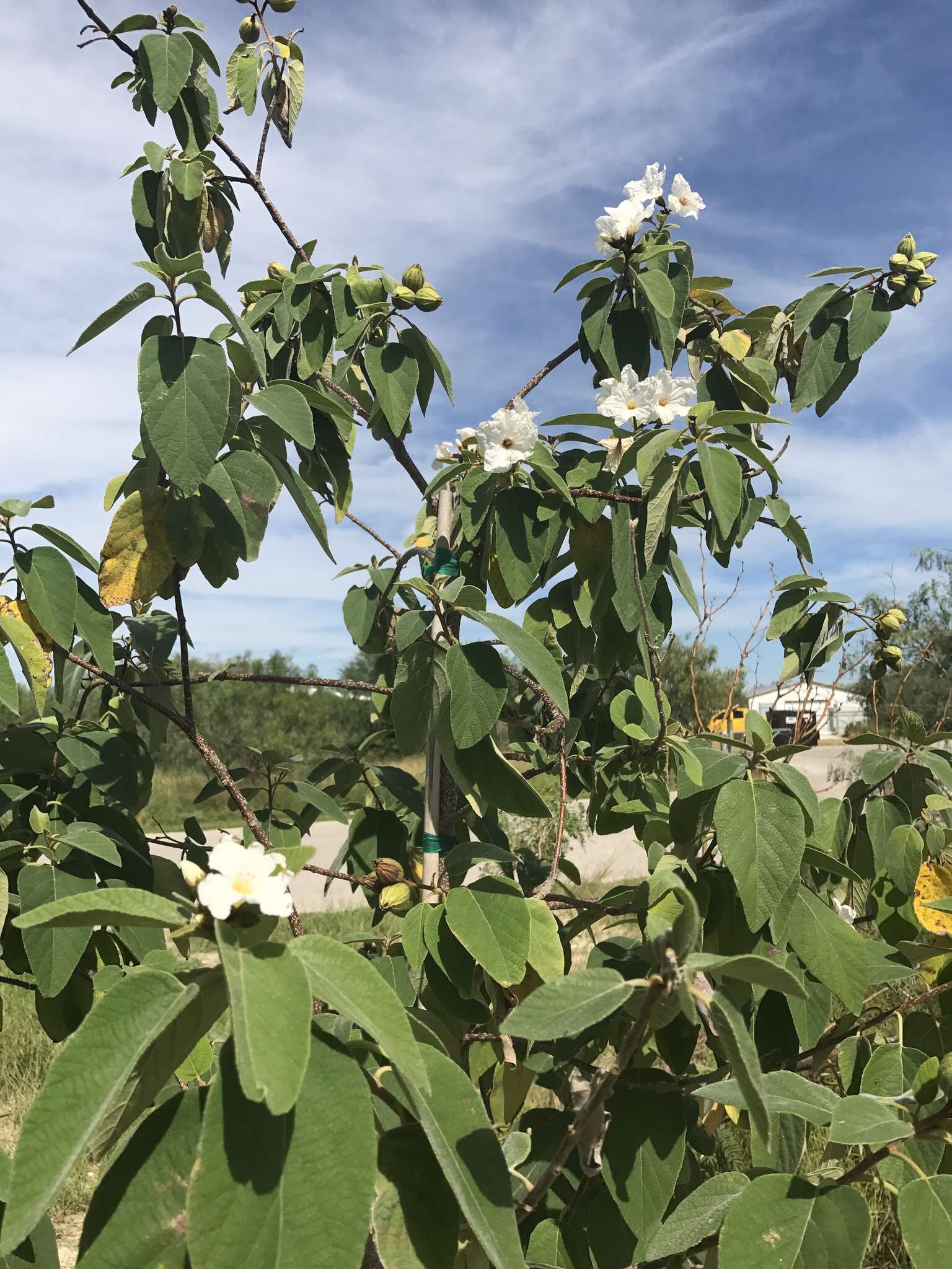 Image de Cordia boissieri A. DC.