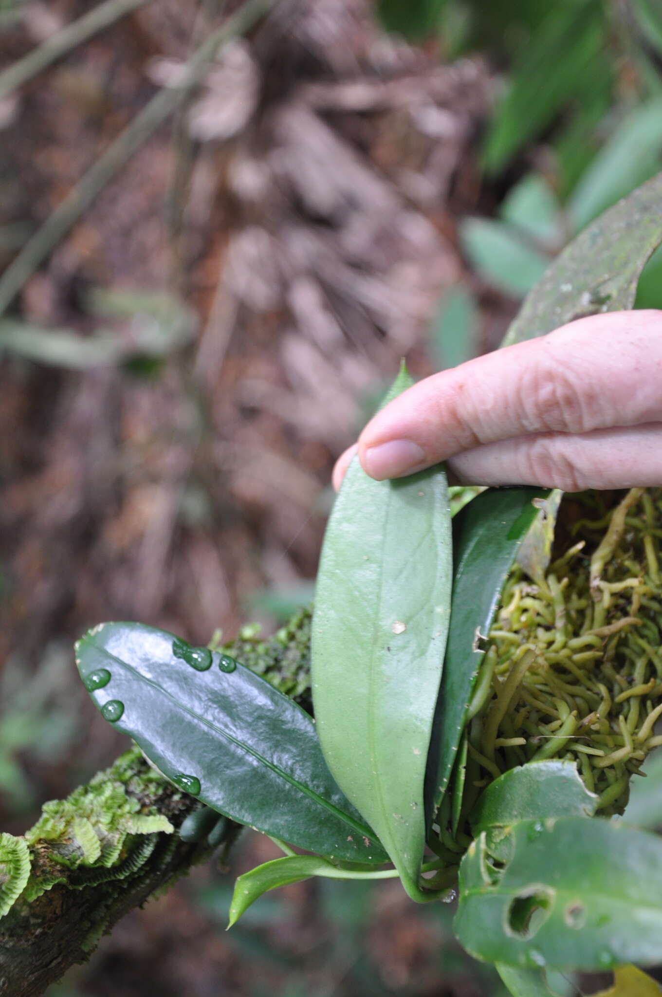 Image of Anthurium correae Croat