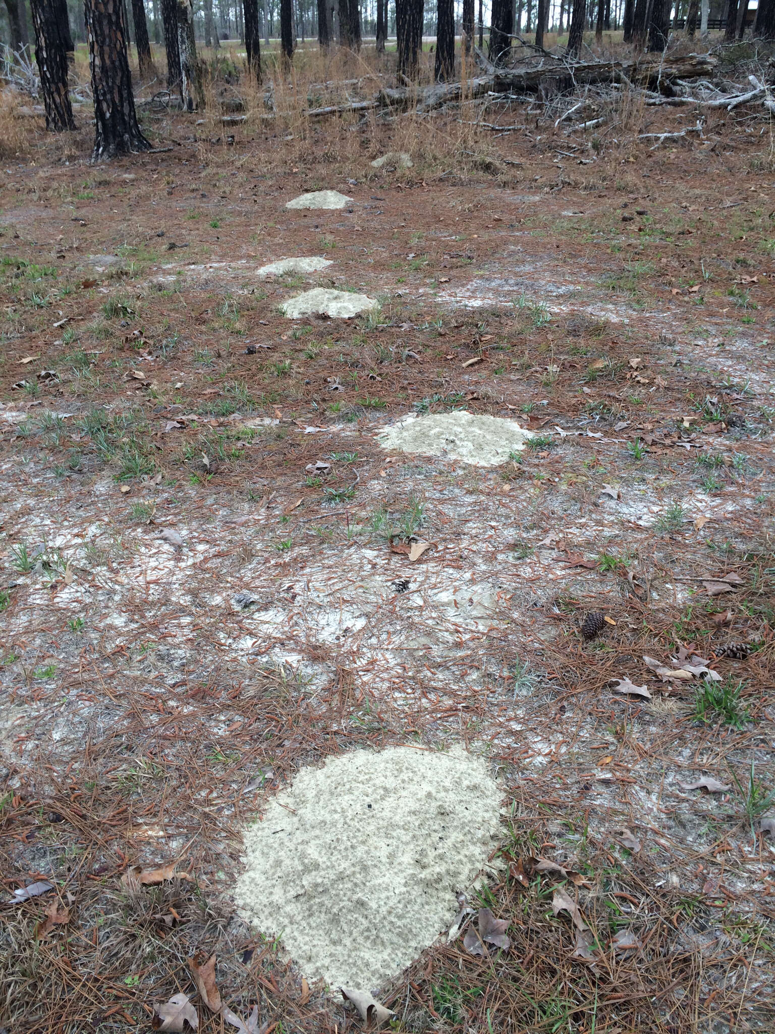 Image of southeastern pocket gopher