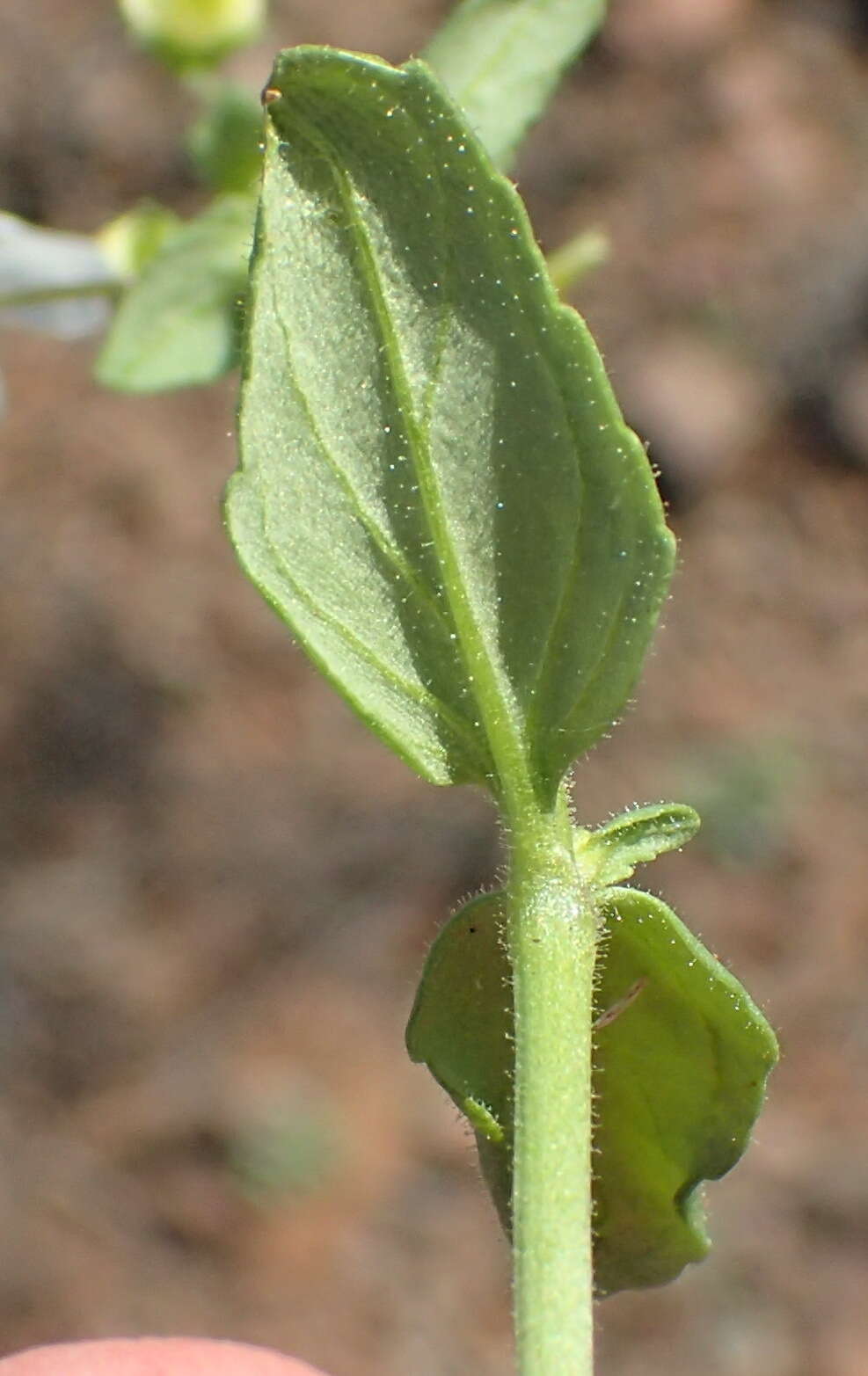 Image of Nemesia anisocarpa E. Mey. ex Benth.