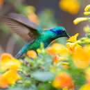 Image of Colibri cyanotus cabanidis (Heine 1863)