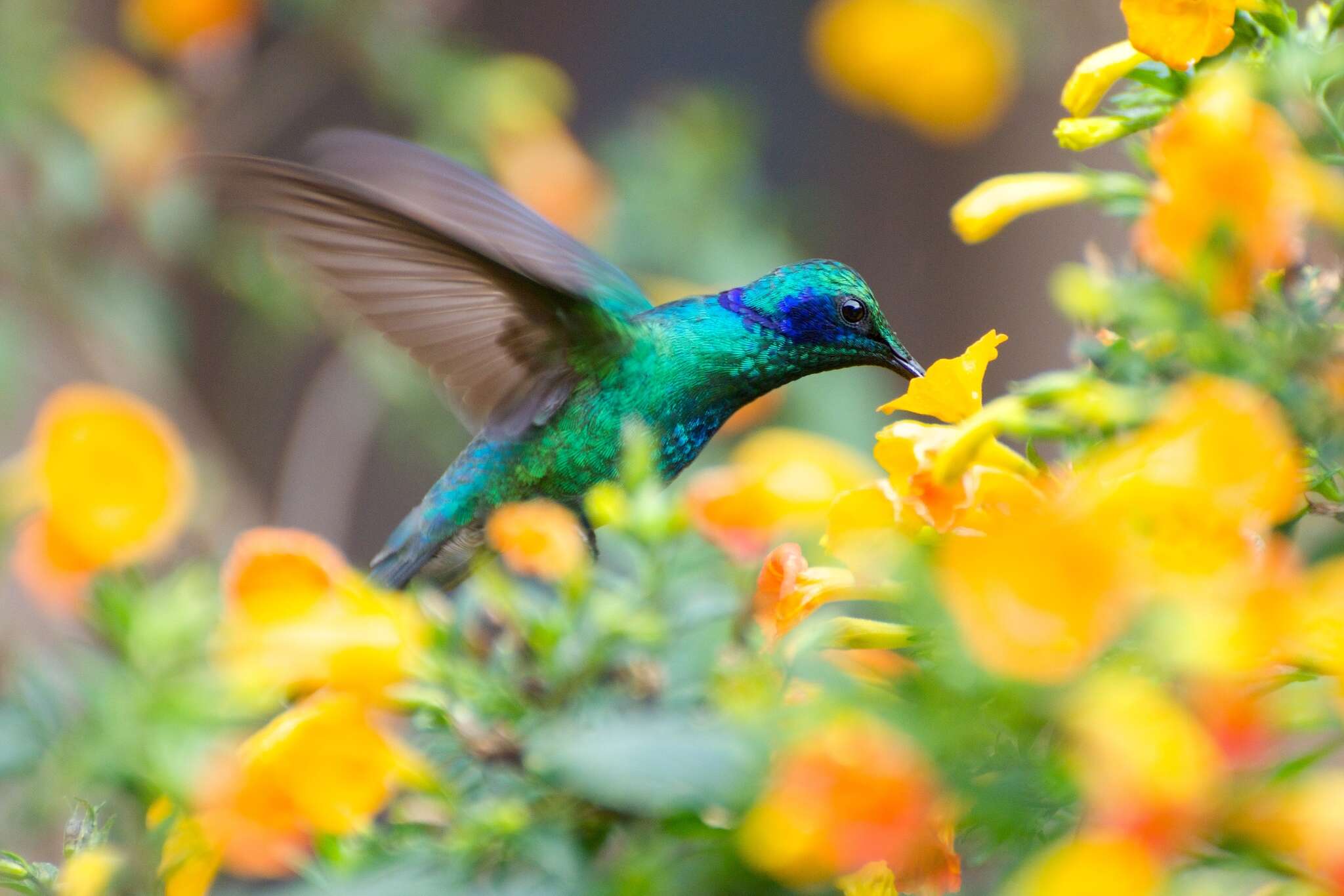 Image of Colibri cyanotus cabanidis (Heine 1863)