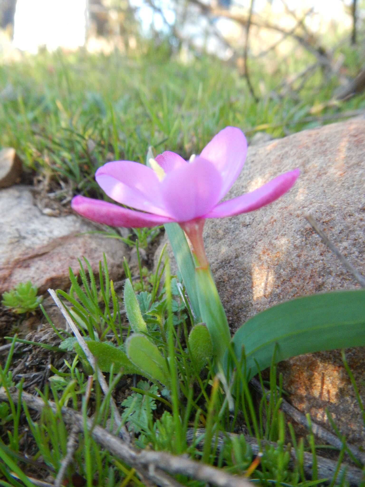 Plancia ëd Hesperantha humilis Baker