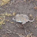Image of Chihuahuan Grasshopper Mouse