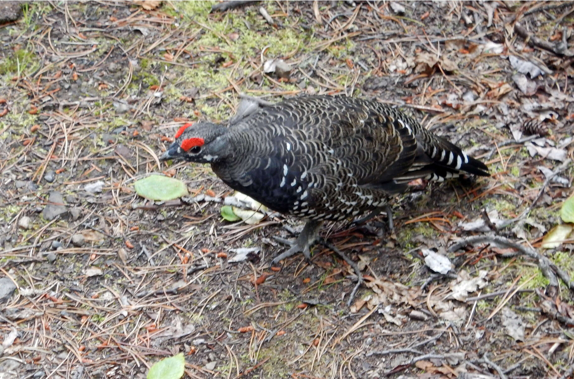 Image de Canachites canadensis franklinii (Douglas 1829)