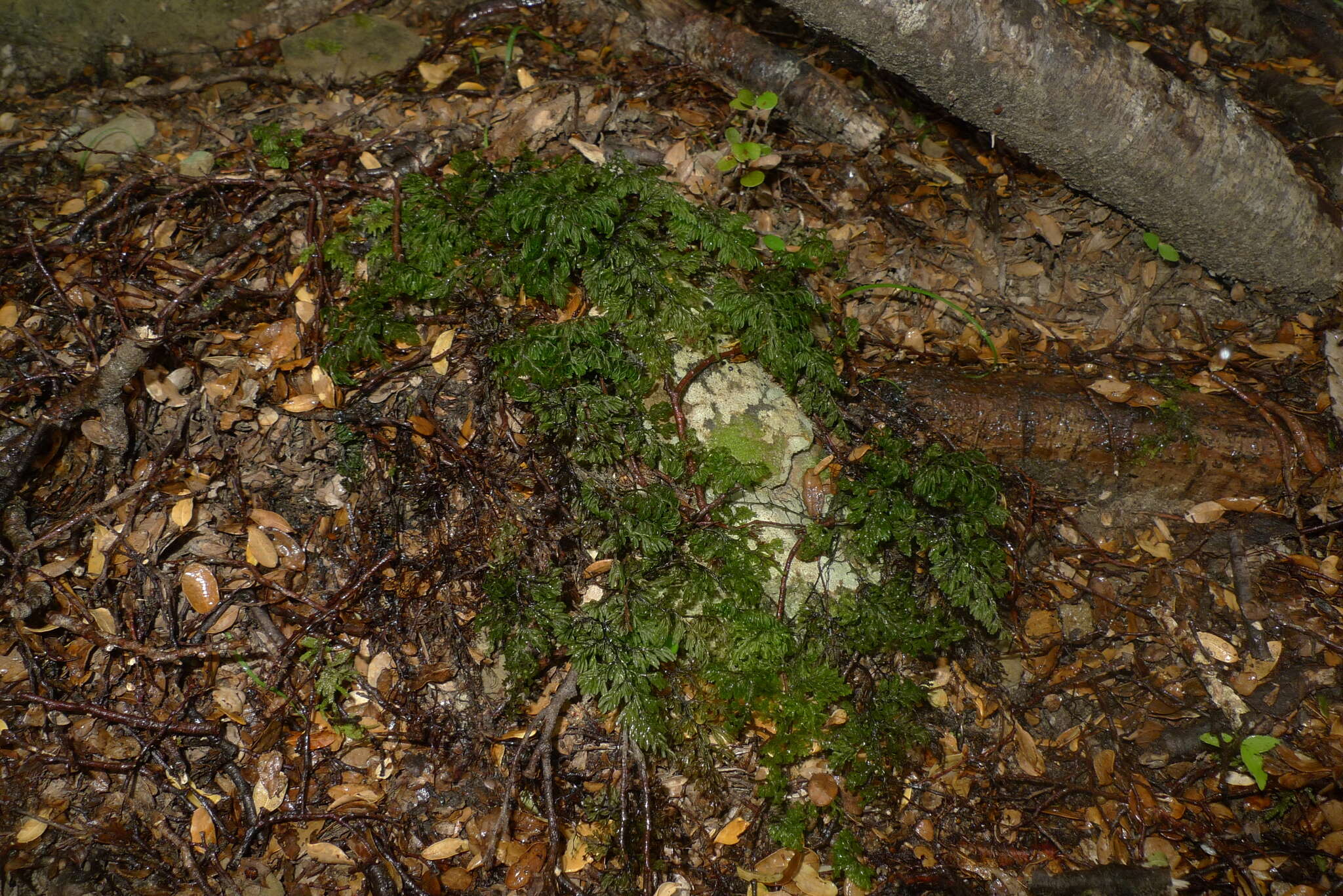 Image de Hymenophyllum villosum Col.