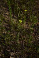 Image of stiff yellow flax