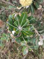 Image of Banksia integrifolia subsp. integrifolia