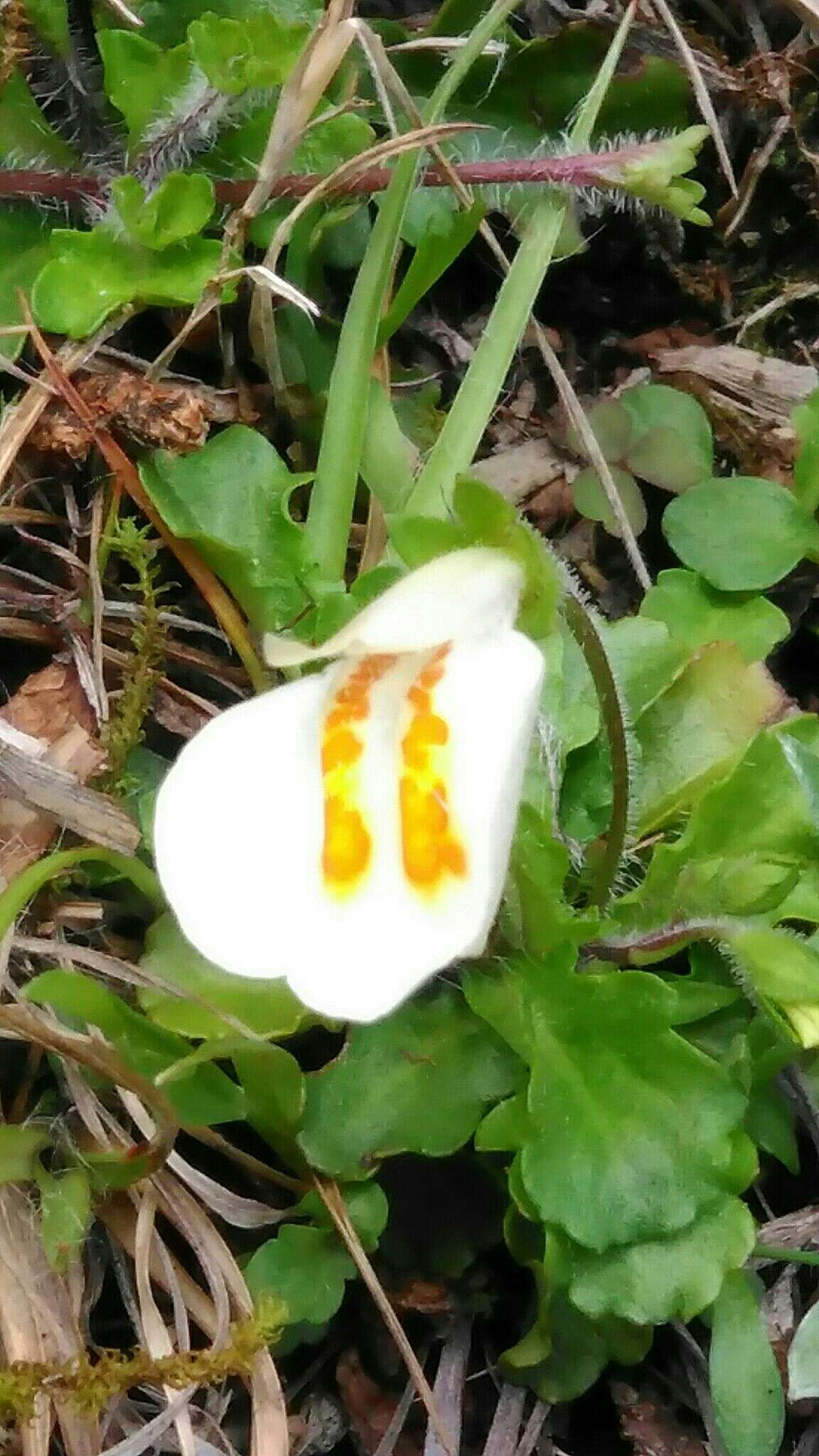 Image of Mazus alpinus Masam.