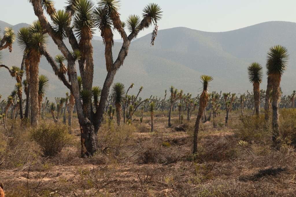 Image of Palma China yucca