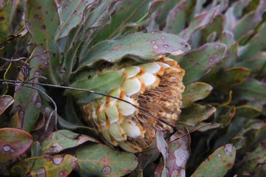 Image of Protea holosericea (Salisb. ex Knight) Rourke