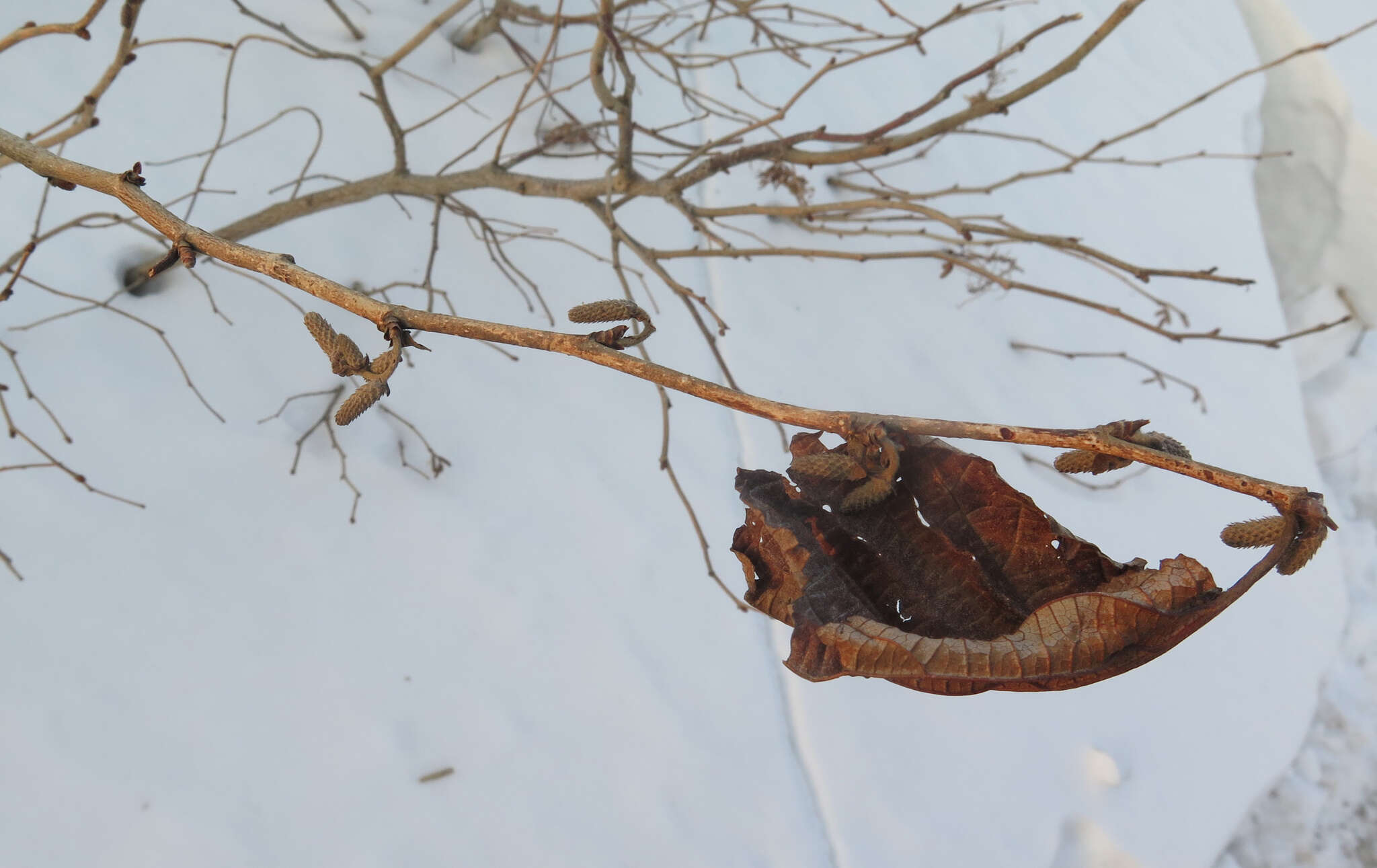 Image of Siberian hazelnut