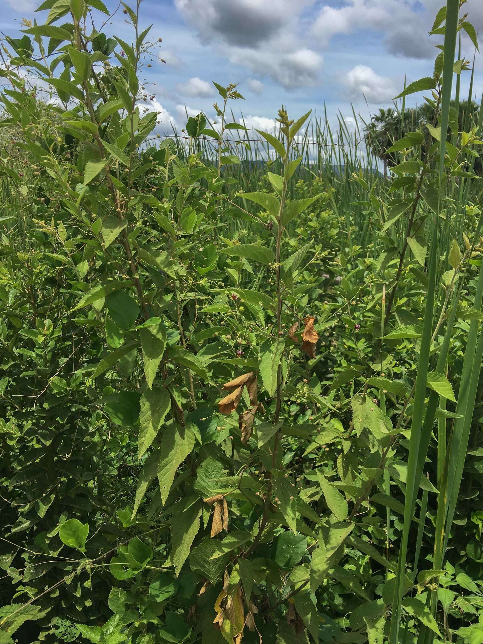 Image of panicled sandmallow