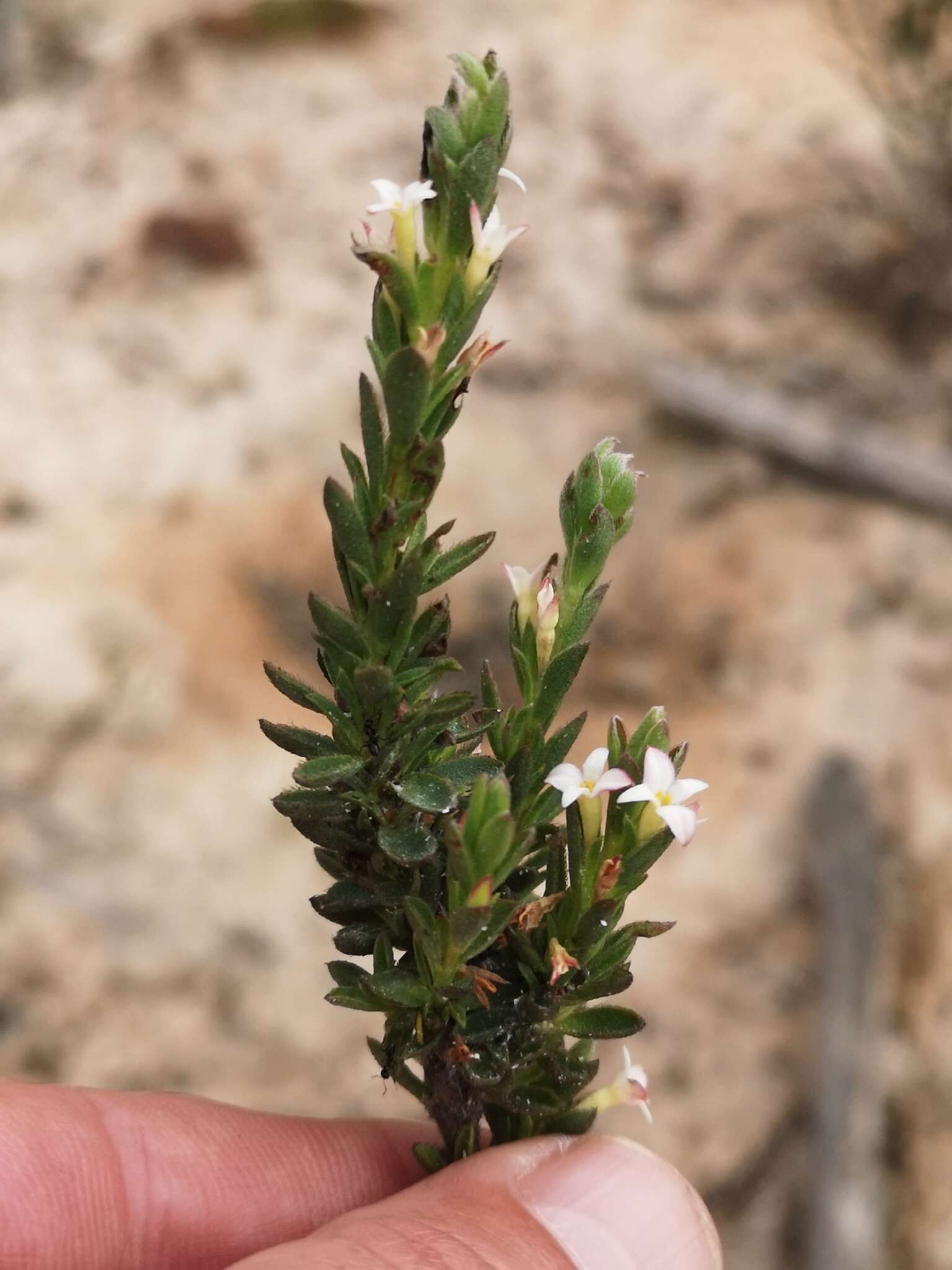 Image of Gnidia spicata (L. fil.) Gilg