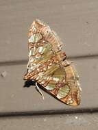 Image of Mulberry Leaftier Moth