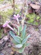 Atocion armeria var. lituanicum (Zapal.) Niketic & Stevan. resmi