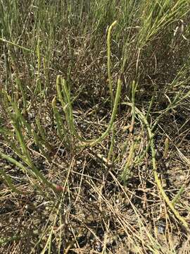 Image of Woody Saltwort