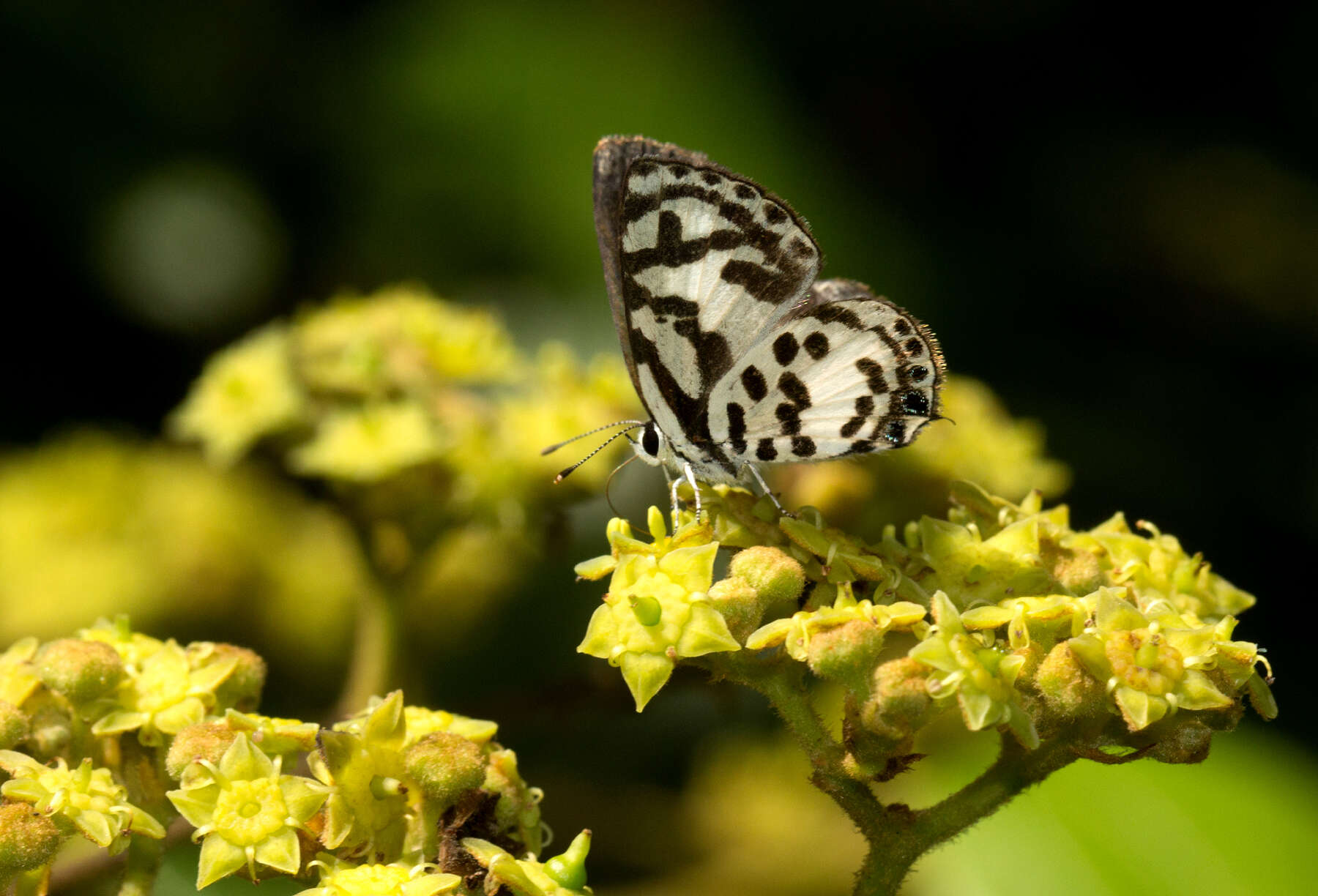 Tuxentius calice (Hopffer 1855)的圖片